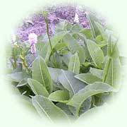 Polygonum bistorta L.