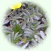 Potentilla anserina L.