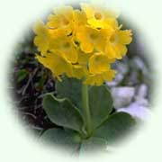 Primula auricula L.
