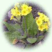 Primula veris L.