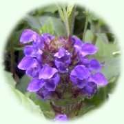 Prunella grandiflora (L.) SCHOLLER