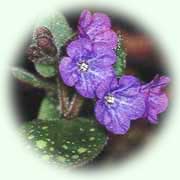 Pulmonaria officinalis L.