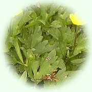 Ranunculus repens L.