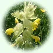 Rhinanthus alectorolophus