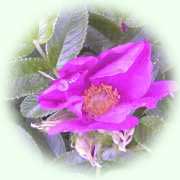 Rosa rugosa