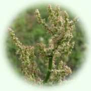Rumex acetosa