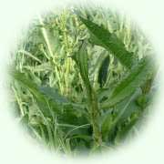 Rumex crispus