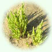 Salicornia europaea