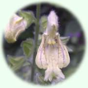 Salvia glutinosa