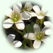 Saxifraga granulata L.