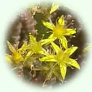 Sedum acre L.