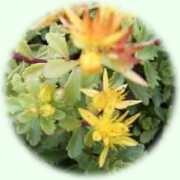Sedum hybridum
