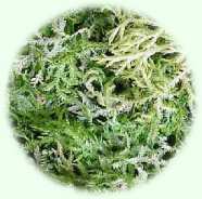 Selaginella martensii