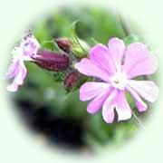 Silene dioica L.
