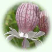 Silene vulgaris
