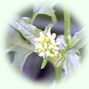 Sisybrium officinale