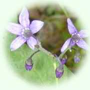 Solanum dulcamara