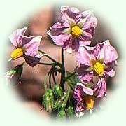 Solanum tuberosum L.