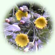 Sonchus oleraceus