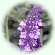 Stachys palustris