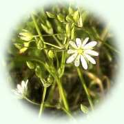 Stellaria graminea