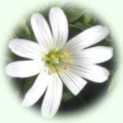 Stellaria holostea