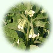 Symphytum officinale L.