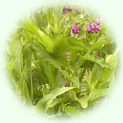 Symphytum officinale L.