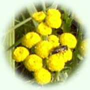 Tanacetum vulgare