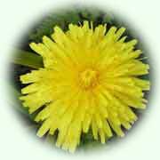 Taraxacum officinale L.
