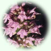 Thymus vulgaris