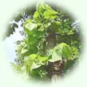 Tilia platyphyllos