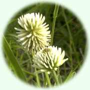 Trifolium montanum