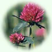 Trifolium pratense L.