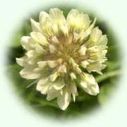 Trifolium repens