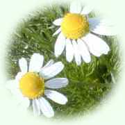 Tripleurospernum inodorum