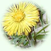 Tussilago farfara