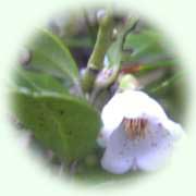 Vaccinium vitis-idaea