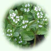 Valerianella locusta L.