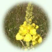 Verbascum densiflorum