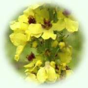 Verbascum nigrum