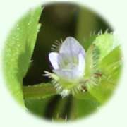 Veronica hederifolia