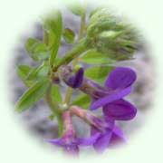 Vicia sativa
