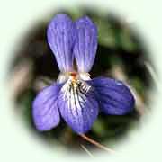 Viola canina L.