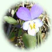 Viola tricolor L.